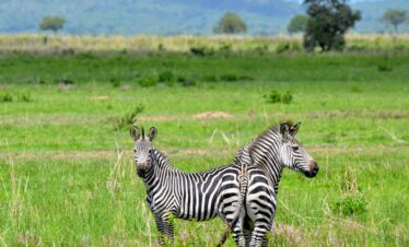 9 Days, 8 Nights Uganda Safari Adventure