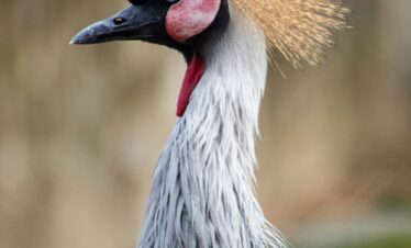 10 Days Uganda Primates Safari Highlights