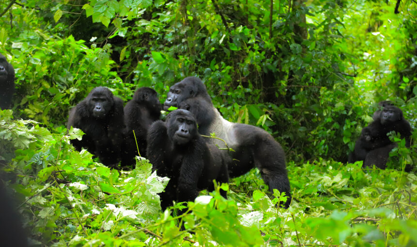 15 Best Things to Do in East Africa