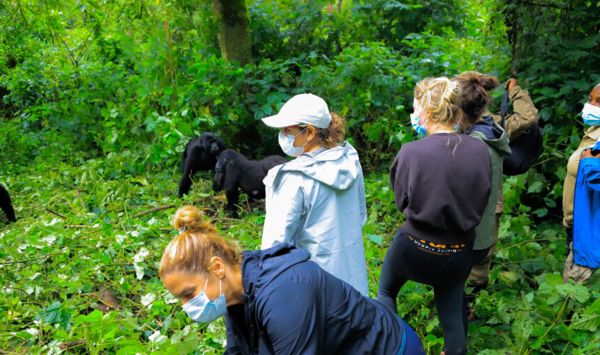 Gorilla Trekking in Uganda: FAQs Answered